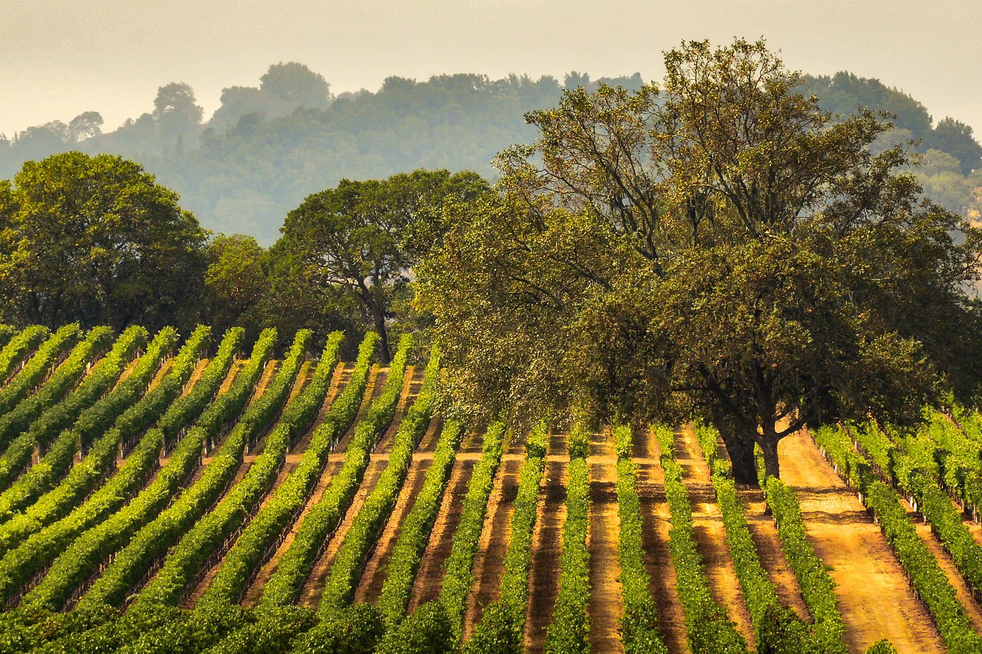 Sonoma Valley Vineyards