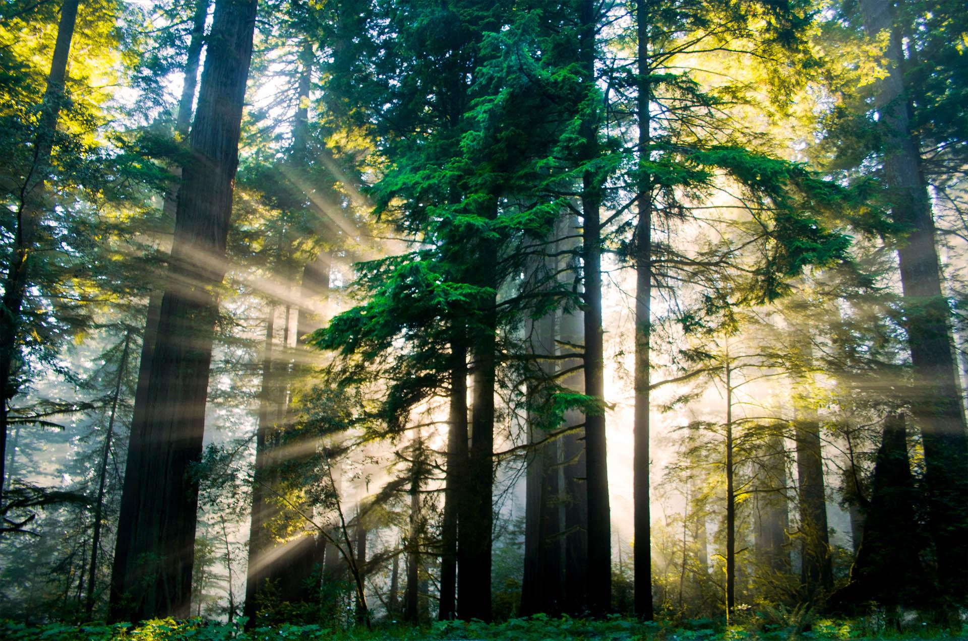 Occidental trees